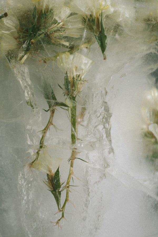 Habanoloide - was ist das eigentlich?